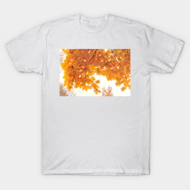 Golden maple leaves in autumn season T-Shirt by lena-maximova